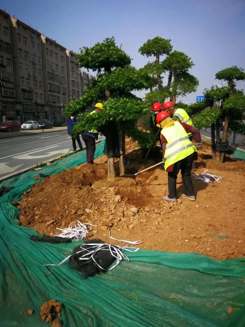开封绿化园林工程 匠心筑绿，美绘古都新画卷