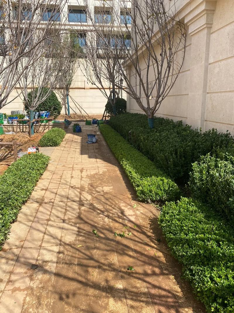 从施工现场到绿意家园 探访小区园林绿化工程的实践与匠心