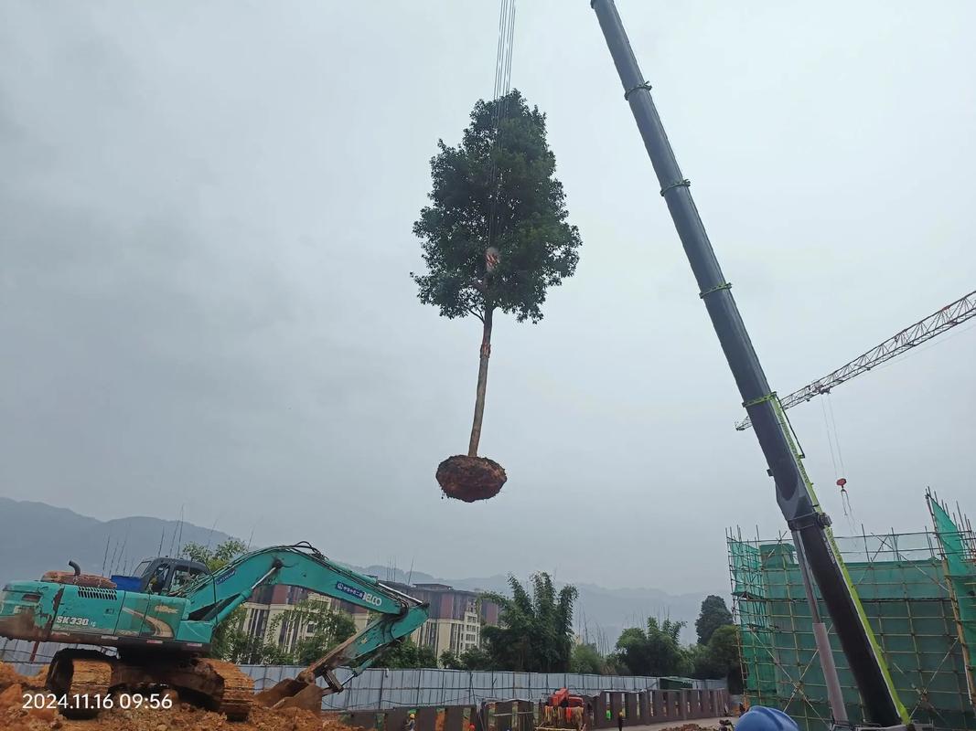施工现场实拍 园林绿化工程，成功靠的不是豪言壮语，而是脚印